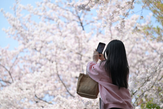 一位年轻女性在拍摄樱花