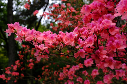 杜鹃花