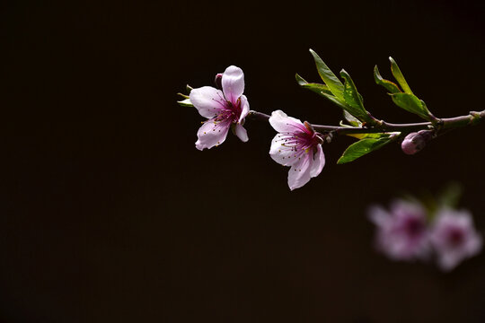 桃花
