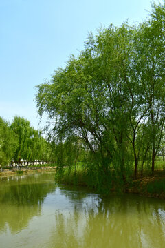 兰州湿地公园风光