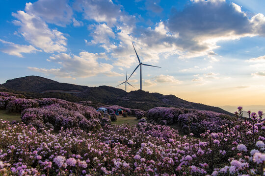 乌蒙大草原高山矮杜鹃