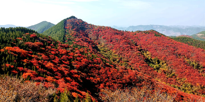 高山红叶