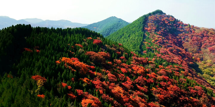 高山红叶