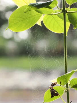 绿叶和蜘蛛网