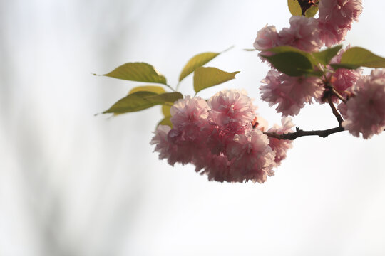 樱花树