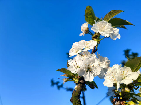 樱桃开花