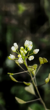 荠菜花