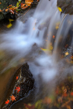 秋天的溪流瀑布与落叶