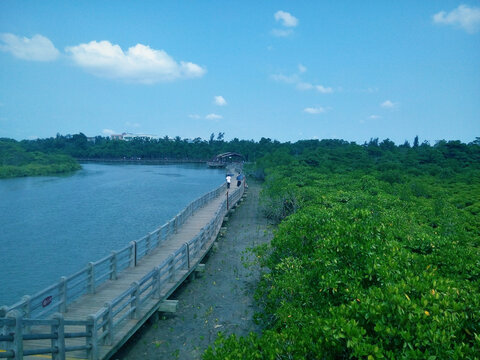 海南红树林