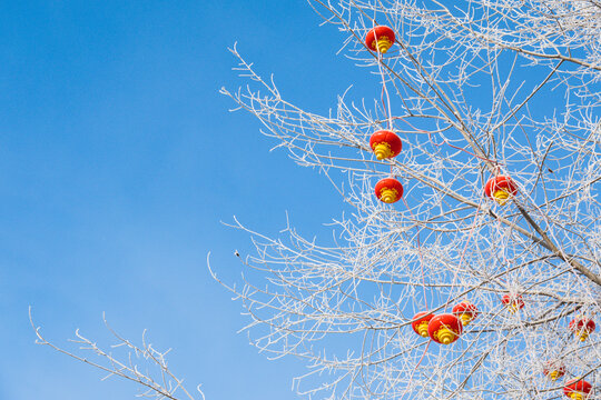 冬季树枝红灯笼
