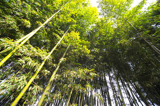 仰拍竹林