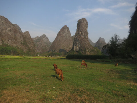 奇峰牛