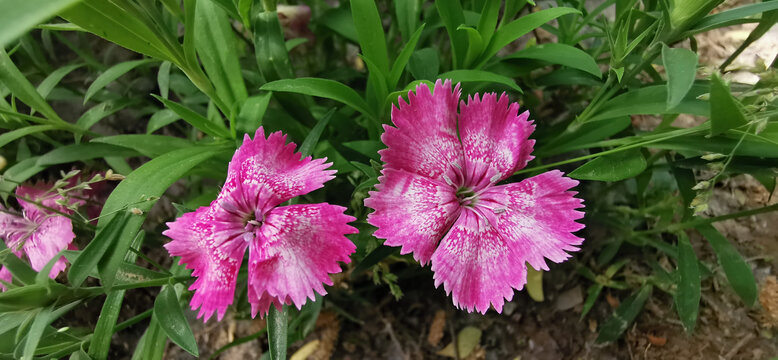 石竹花