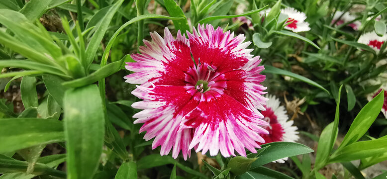 石竹花