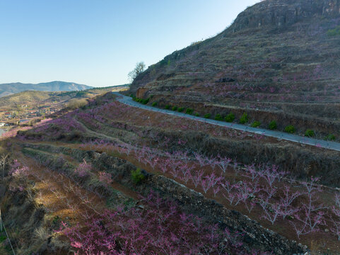 蒙阴岱崮地貌桃花节