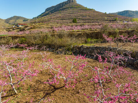 蒙阴岱崮地貌桃花节