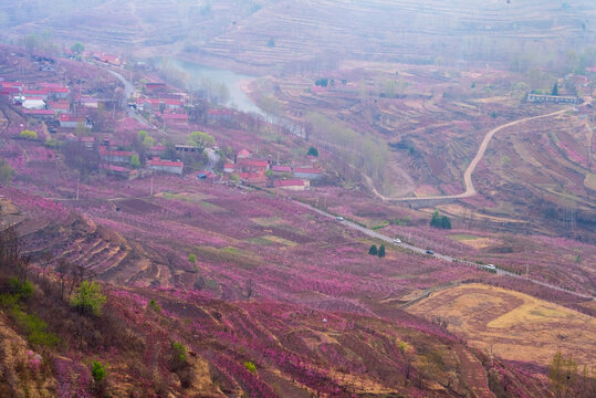 蒙阴岱崮地貌桃花节