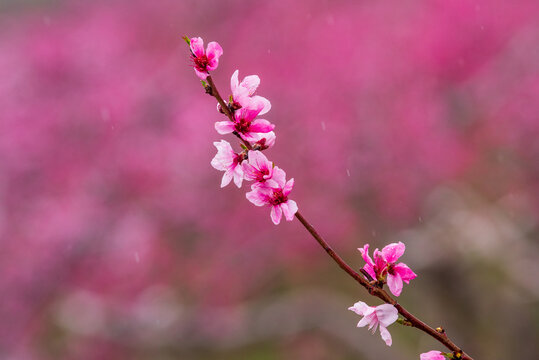 蒙阴岱崮地貌桃花节