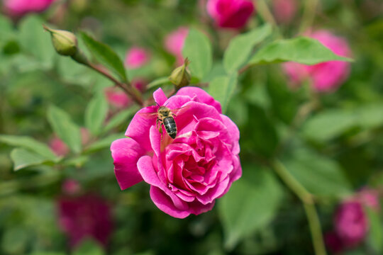 玫瑰花朵蜜蜂