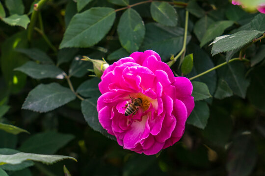 蜜蜂采蜜玫瑰花
