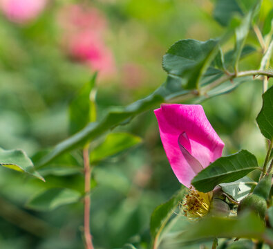 玫瑰花瓣