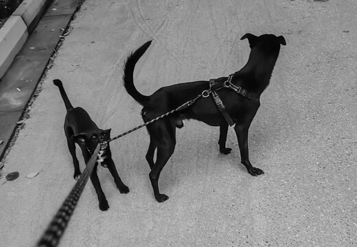 两只黑狗