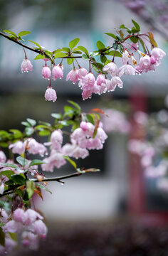 雨中海棠花开