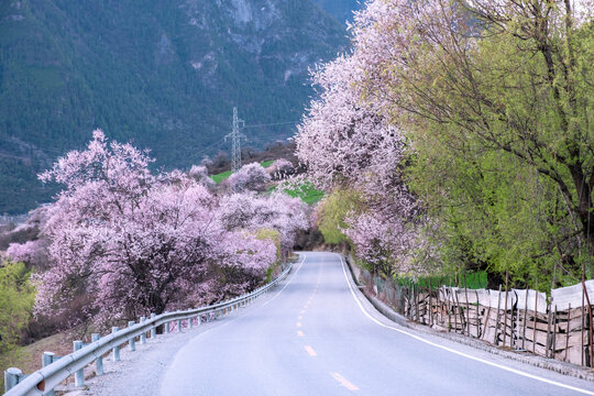 西藏旅游林芝桃花