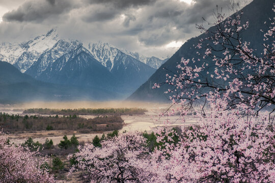 西藏旅游林芝桃花