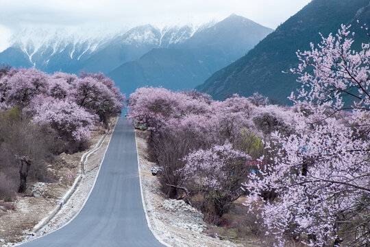 西藏旅游林芝桃花