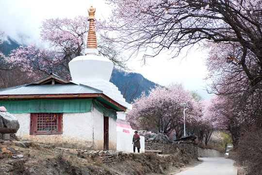 西藏旅游林芝桃花