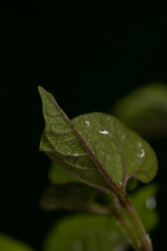 立春水滴植物