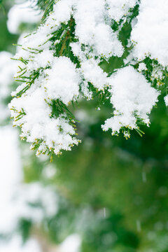 松枝积雪