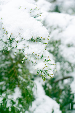 松枝积雪