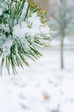 松枝积雪