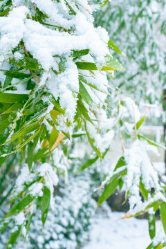 竹叶积雪