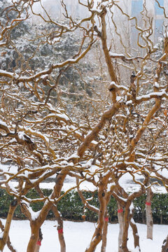 树枝落雪