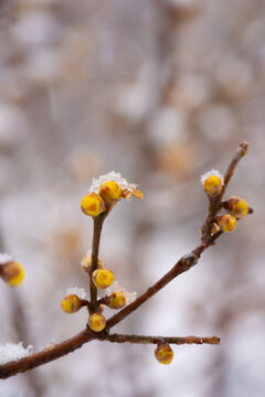 腊梅落雪