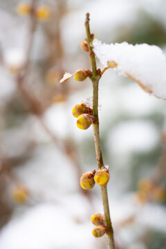 腊梅落雪