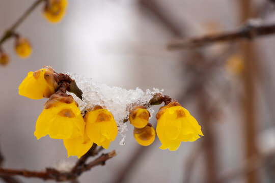 白雪腊梅