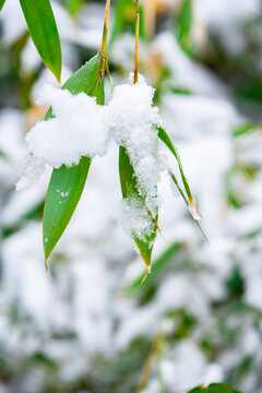 雪压树枝