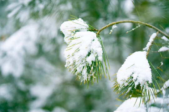 雪景