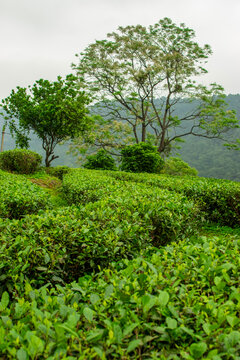 茶园风景