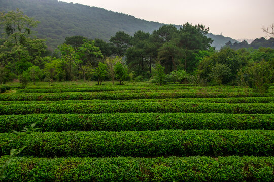 茶园风光