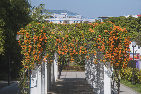 炮仗花花廊