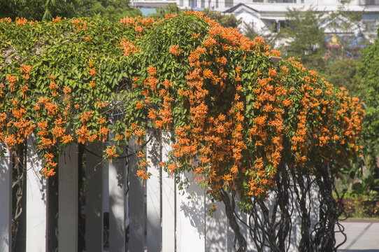 花廊炮仗花