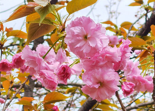 樱花盛开