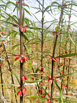 黄精种植示范基地