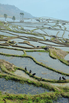 红河撒马坝梯田