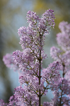 丁香花